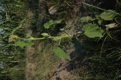 Hibiscus lunariifolius